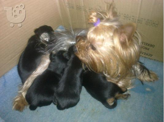 PoulaTo: Yorkshire terrier απο πολυ μικρους γονεις